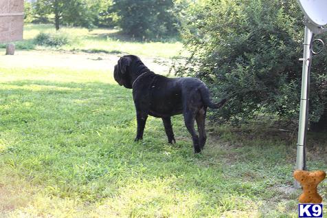 Neapolitan Mastiff Puppies